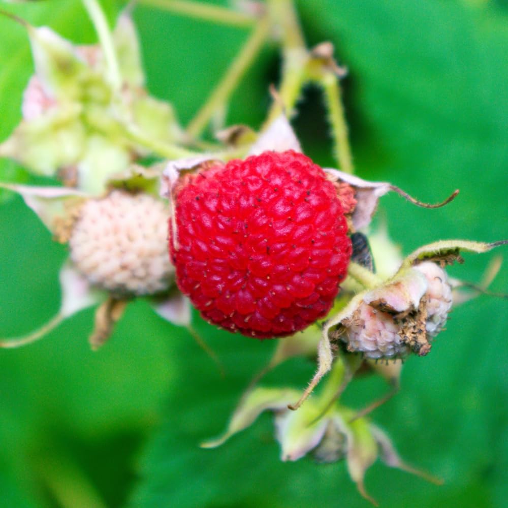 Red Thimbleberry Plant Live, Sweet Edible Berry Plant, 4-8 Inch Tall