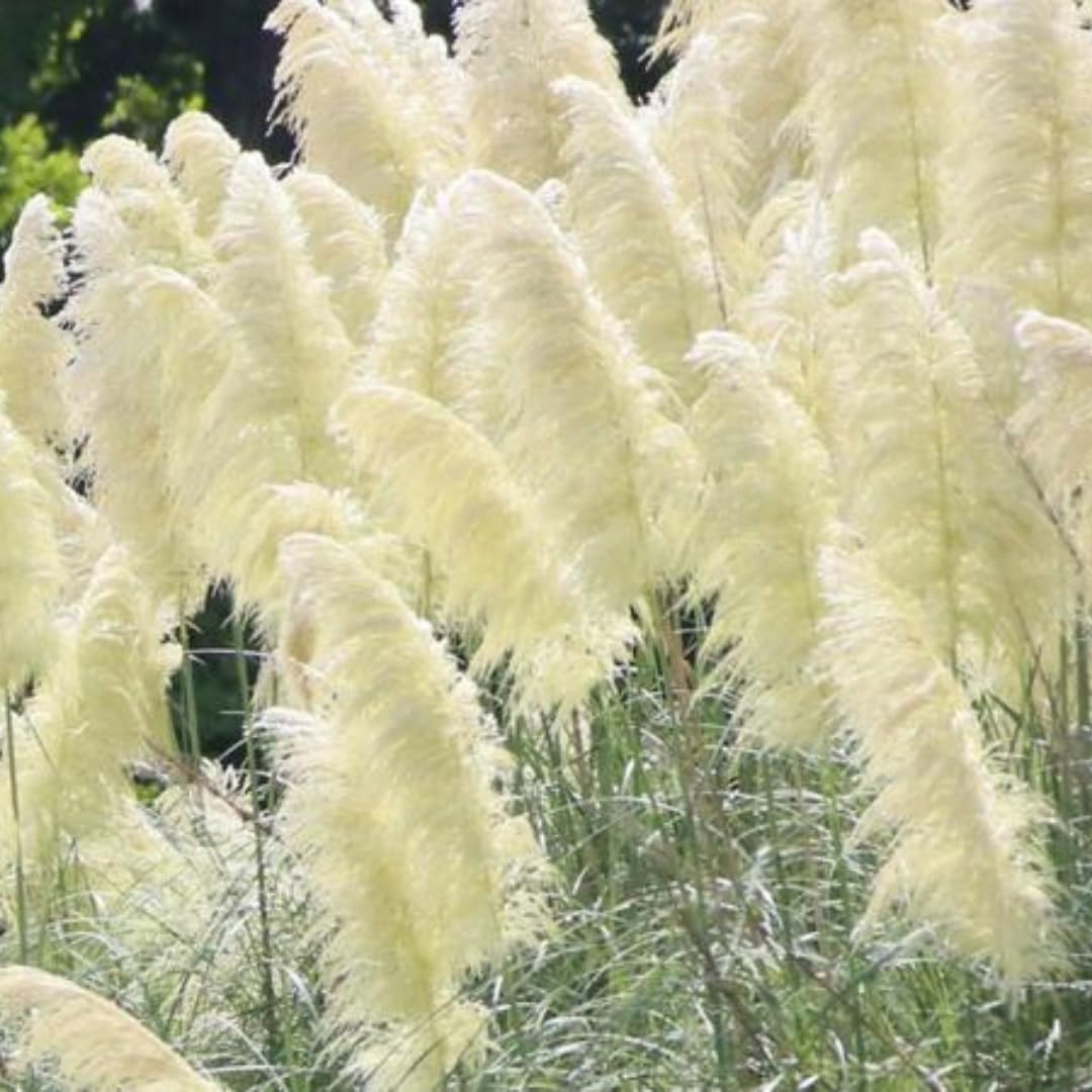 3 White Pampas Grass Plants Live, Ornamental Grasses Live Plants, 5 to 7 Inches Tall