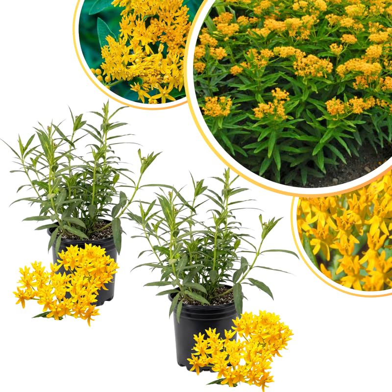 2 Yellow Milkweed Plants Live for Spring Planting, Butterfly Mikweed 4-8" in Tall, Asclepias Tuberosa Plants Bush for Perennial Flowers Outdoor Growing