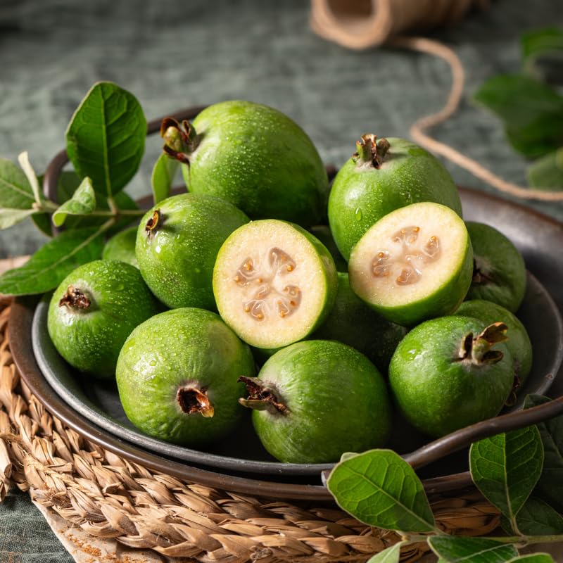 Pineapple Guava Tree, Sweet Guavas Tropical Fruit Tree 20-24 Inches Tall in 1 Gallon Pot for Outdoor Gardening, No Ship to CA