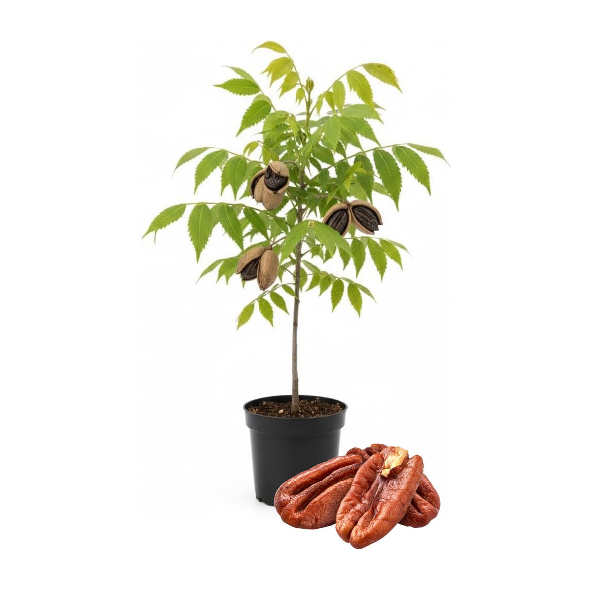 Live Pecan Tree Well Rooted 1.5-2.5 Feet Tall, Hardy Pecan Nut Tree Seedlings, Garden or Landscaping Planting