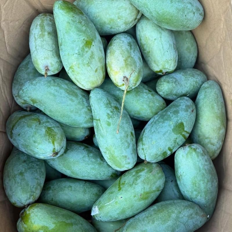 Dark Green Mango Tree Live Plant, 3 Gallon Pot, Mango Plant for Outdoor Garden Growing, No Ship to CA