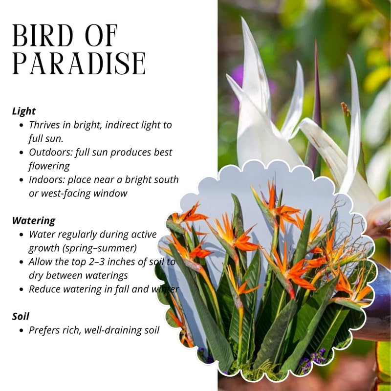 4 Mix Bird of Paradise Plants Live, Strelitzia Reginae, 4-7 Inch Tall, Tropical Flowering Plants for Indoor or Outdoor Growing