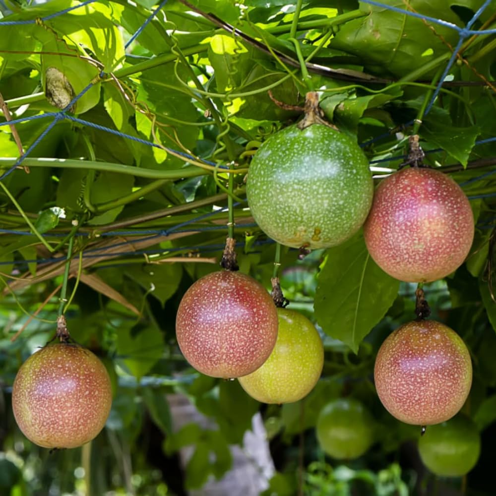 Purple Passionfruit Plant, Passion Fruit Tree Live 1-2 Feet Tall, Edible Passion Fruit Vine Plant in Gallon Pot, No Ship to CA