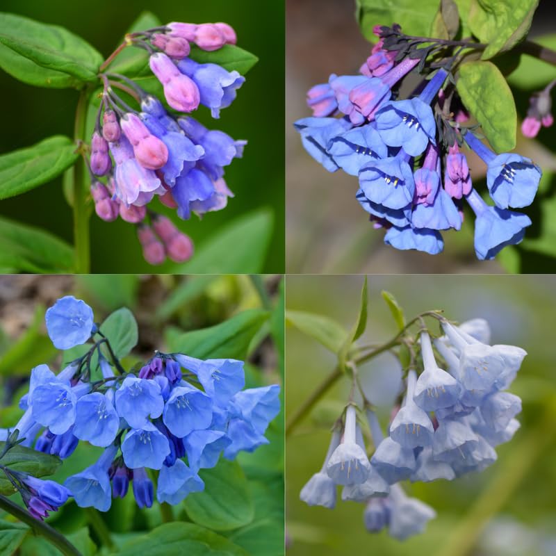 5 Bluebell Plant Roots, Blue Flower Plant Root for Planting Outdoor Shade Garden