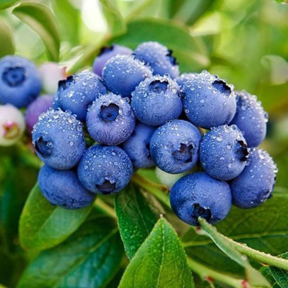 Fruit-Bearing Prince Blueberry Bush Tree Live Plant, 2 Years Old 1-2 Feet Tall in 1 Gallon Pot, Blueberries Plants, High Yielding, Ready to Harvest, No CA