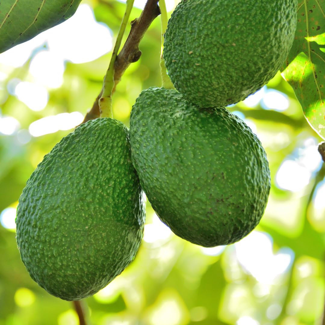Avocado Tree Live Plant Up to 8 Months Old, 6-12 Inches Tall, Cold Hardy, Smooth and Sweet Tropical Fruit Trees for Zones 5-11