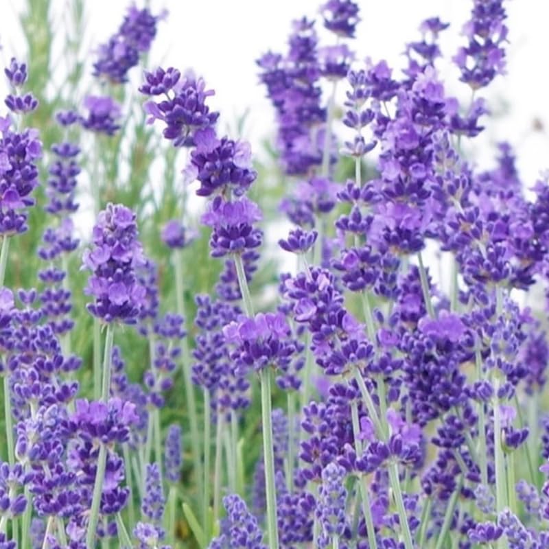 Set 2 Very Fragrant Lavender Plants Live, Fragrant Lavender Herb Plant for Border and Container Growing, Perennial Lavenders Plugs 3-5'' Tall