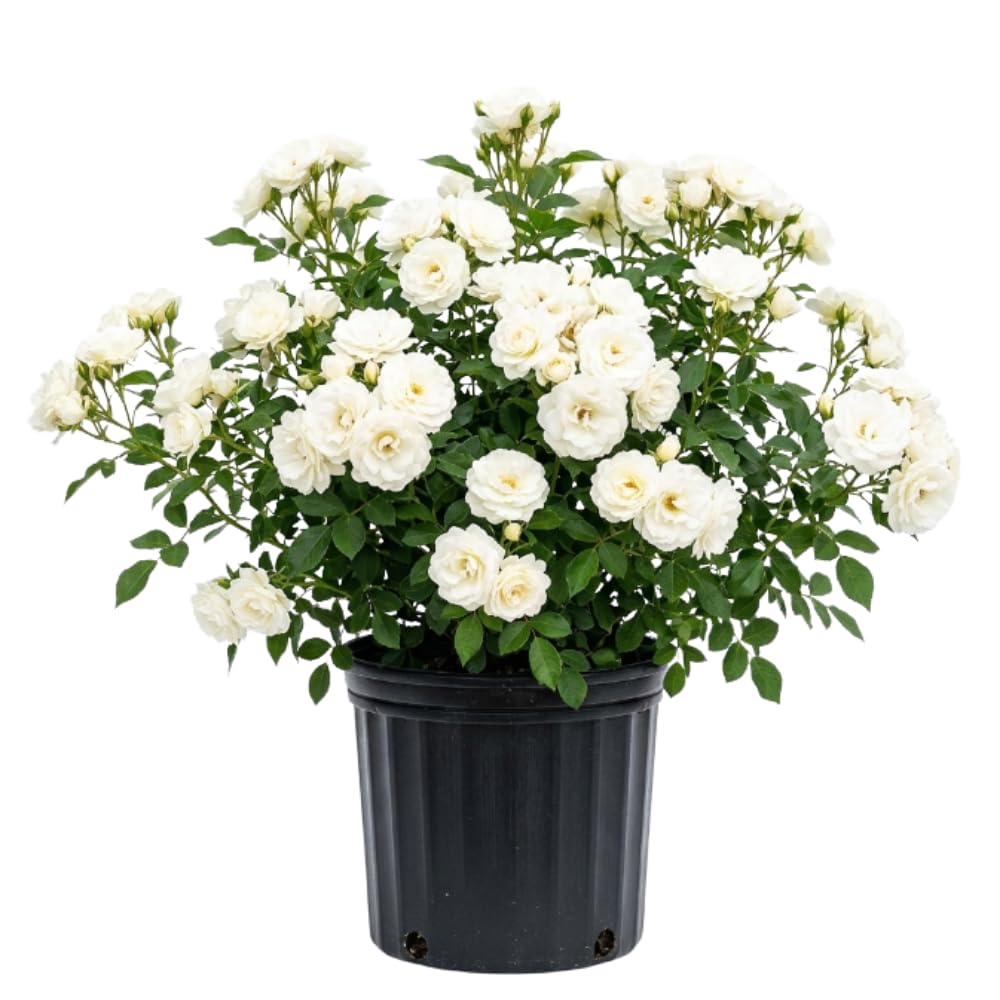 Red Rose Plant Live, Mini Patio Rose Live Plant in 3 Gallon Pot, 1 Feet Tall, Compact Blooming Rose for Containers and Gardens, No Ship to CA