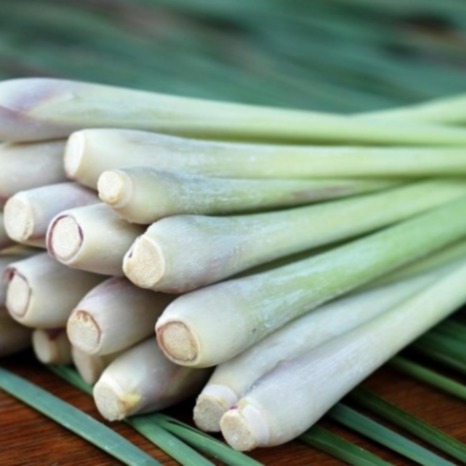8 Lemongrass Plants Live, Perennial Lemon Grass Live Plant Outdoor Garden, Well-Rooted, 4-6 Inches Tall