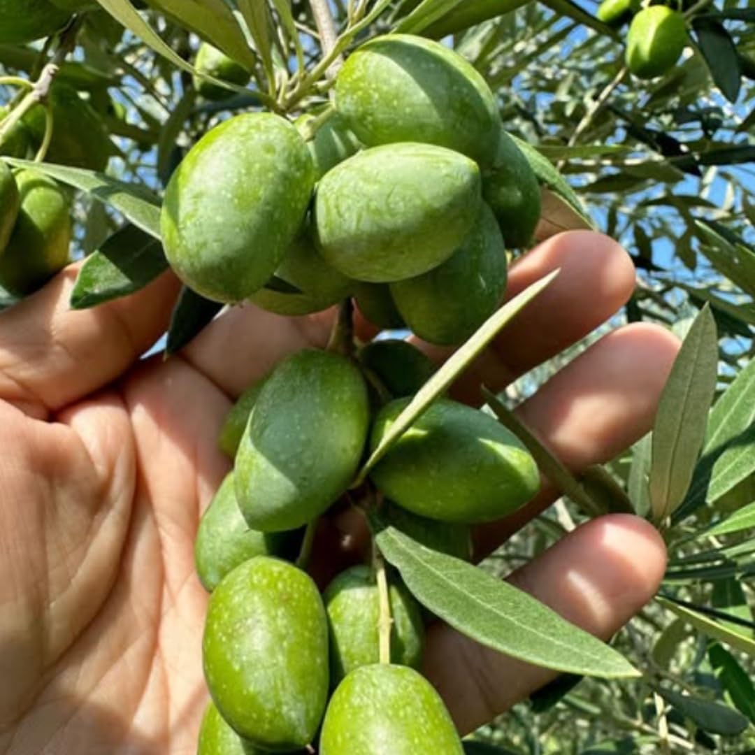 Ready Harvest Olive Tree Live Plant, 2-3 Feet Tall in Pot, High Yielding Plant Outdoor Indoor Garden, No Ship to CA