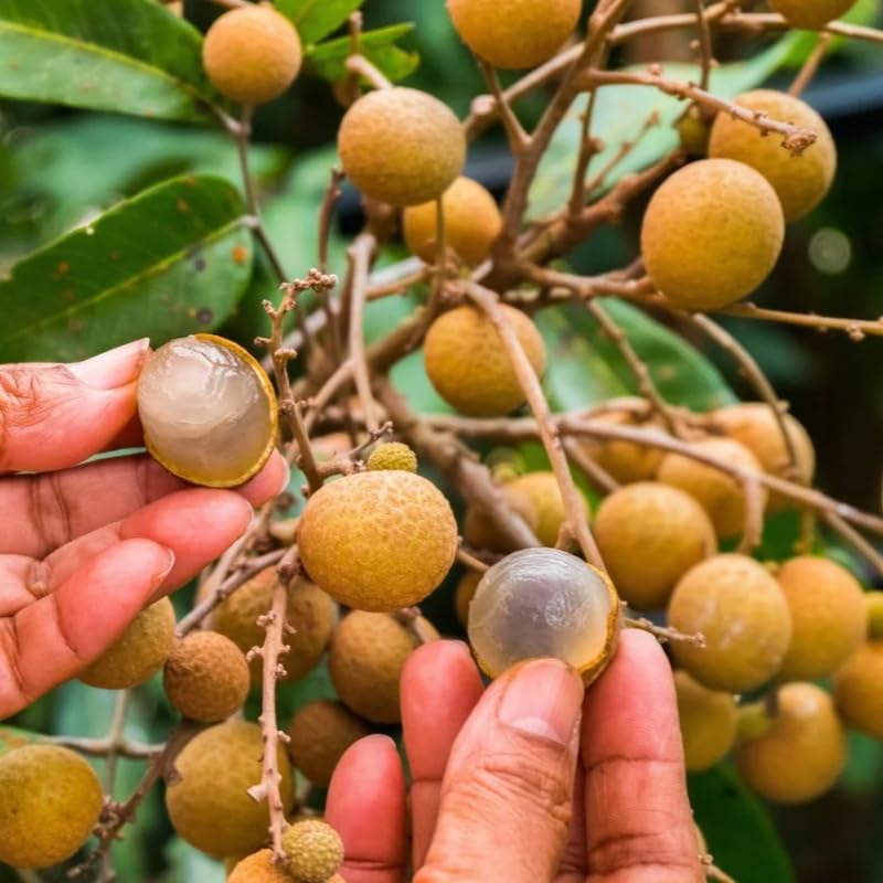 Longan Fruit Tree Live Plant, Tropical Fruit Plant Ready to Plant, 3-4 Ft Tall in 3 Gallon Pot, No Shipping to CA