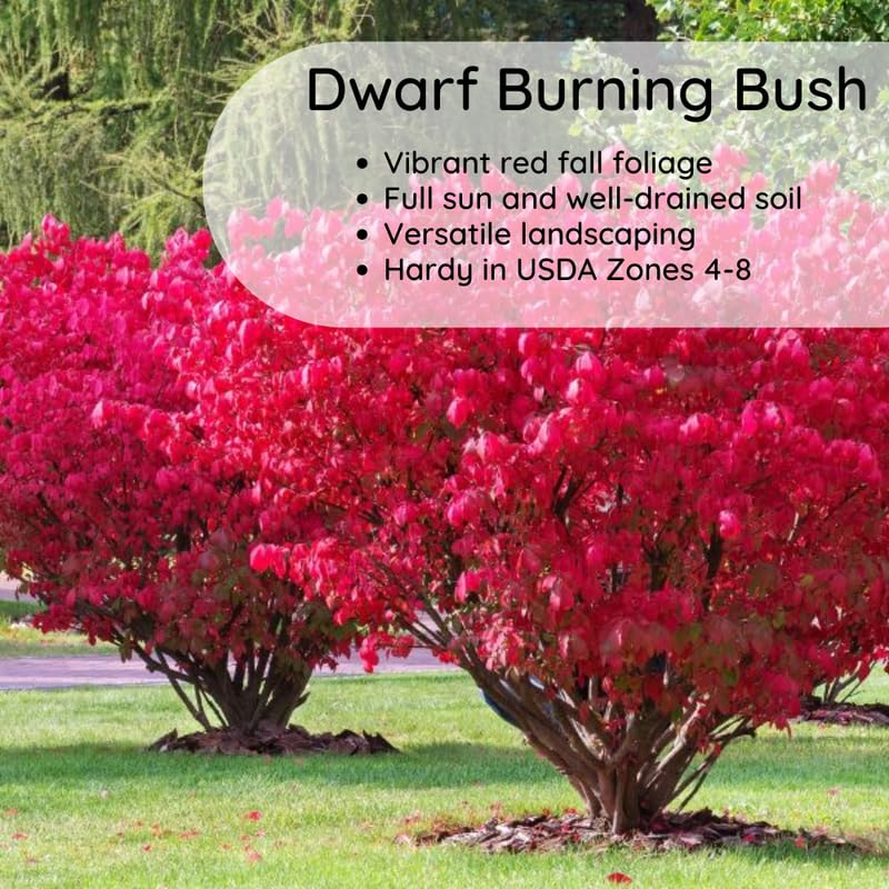 4 Dwarf Burning Bush Bare Roots, Red Burning Bush Shrub, Hardy Ornamental Shrub 5-10 Inches, No Ship to NY, NH, MA, VT