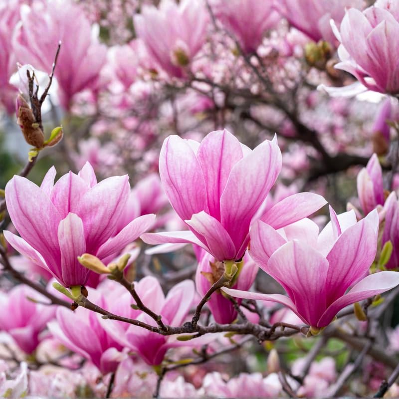 Jane Magnolia Tree Live Plant - 2-3 Ft Tall in 3 Gallon Pot - Pink Purple Flowering Magnolia for Outdoor Garden, No Ship to CA
