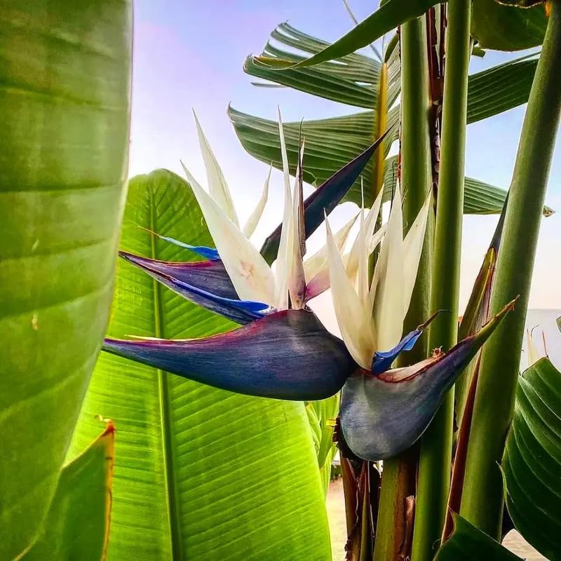 4 White Bird of Paradise Plants Live, Strelitzia Reginae, 4-7 Inch Tall, Tropical Flowering Plants for Indoor or Outdoor Growing