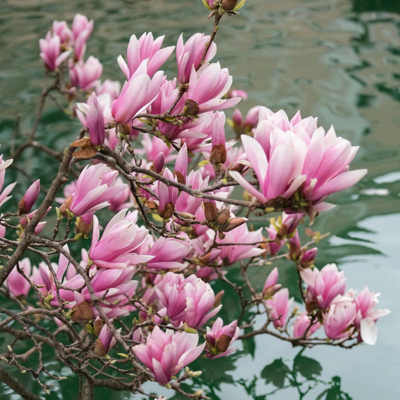 Jane Magnolia Tree Live Plant - 2-3 Ft Tall in 3 Gallon Pot - Pink Purple Flowering Magnolia for Outdoor Garden, No Ship to CA