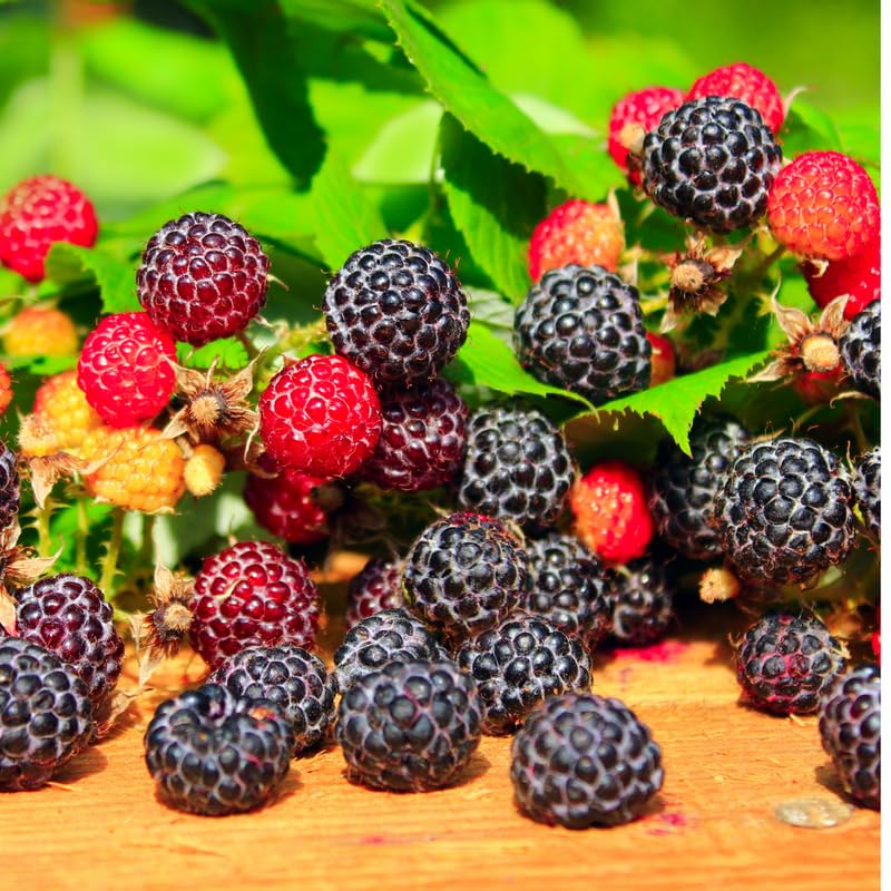 2 Raspberry Plants Live, Random Raspberry Bush for Planting, 4-7" in Tall, Spring Raspberries Cold Hardy