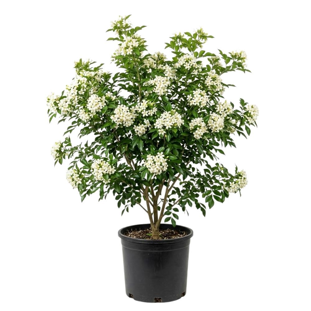 Orange Jasmine Tree Live Plant 2 to 3ft Tall, 3 Gallon Pot, Fragant Arabian Jasmine Plant for Garden, No Ship to CA
