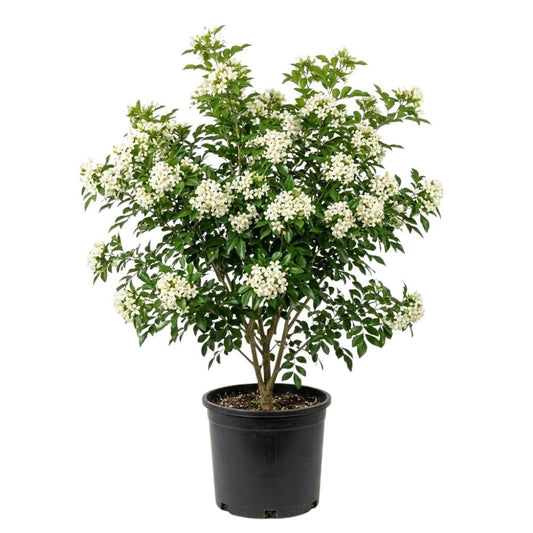 Orange Jasmine Tree Live Plant 2 to 3ft Tall, 3 Gallon Pot, Fragant Arabian Jasmine Plant for Garden, No Ship to CA