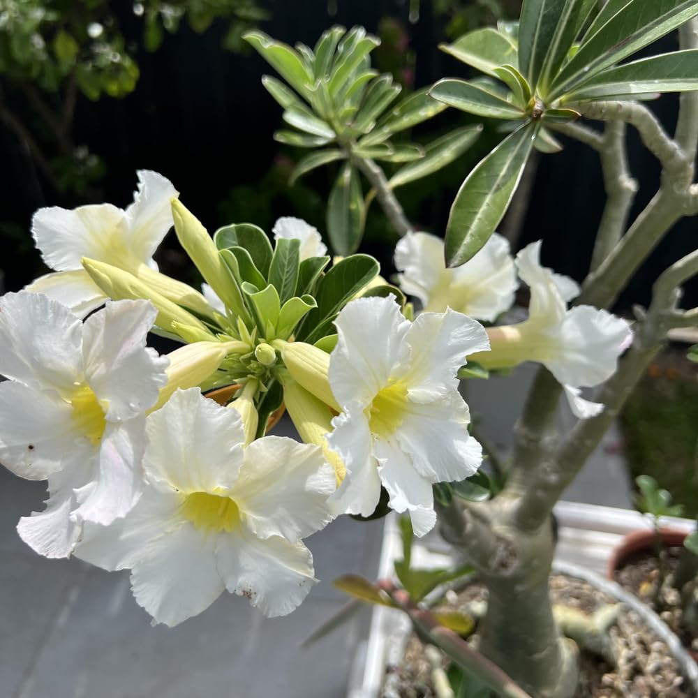 White Desert Rose Plant Live, Desert Rose Live Plants, Adenium Obesum Flowers Plants for Planting Garden Indoor Outdoor