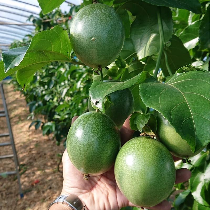 Yellow Passion Fruit Tree Live Plant, Passion Fruit Vine Plant, Passionfruit Live Plant, 3 to 5 Inches Tall, Grow The Patio and Garden