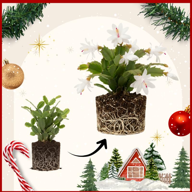 2 Random Christmas Cactus Plants Live, True Thanksgiving Cactus Live Size 6-9" Inches Tall, Ready to Blooms, Holiday Houseplant, Cold Hardy, Bloom in Winter