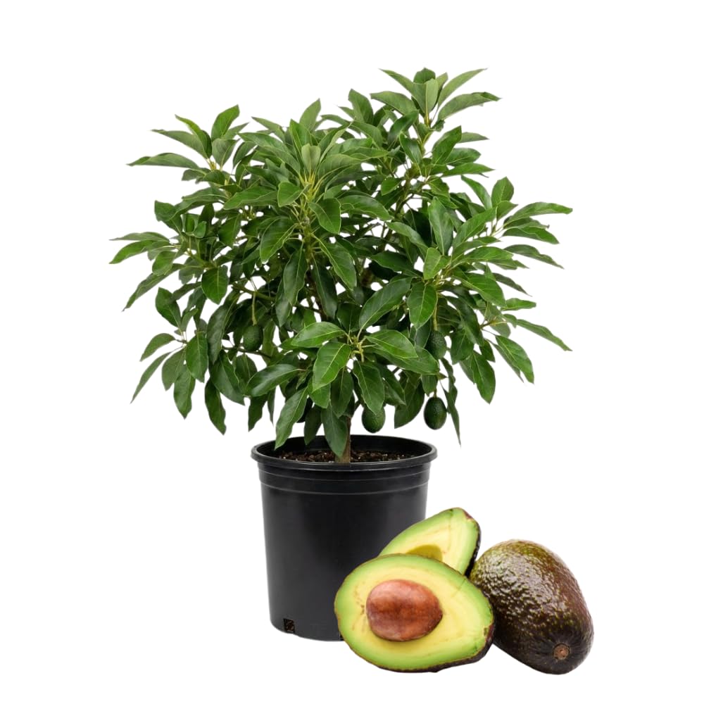Avocado Tree Live Plant, Dwarf Avocado Plants Live in 3 Gallon Pot, Zones 9-11, Cold Hardy Fruit Tree for Patio, Home Orchard and Edible Gardening