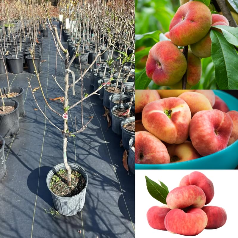 Donut Peach Tree Live Plant - 3 Ft Tall in 5 Gallon Pot, Sweet Peach Fruit Tree for Outdoor Garden, No Ship to CA