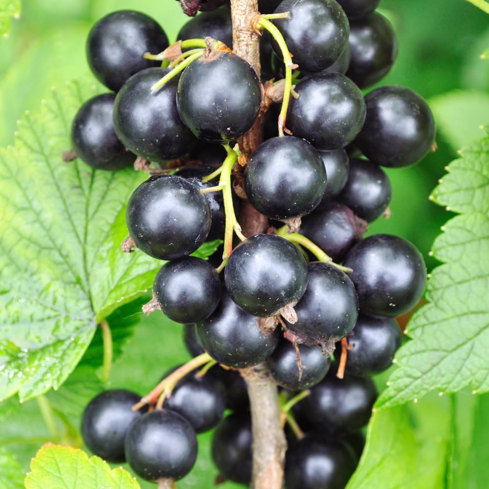 Consort Currant Plant Live, Currant Bush, Fruit Bearing Berry, 3-6" Tall