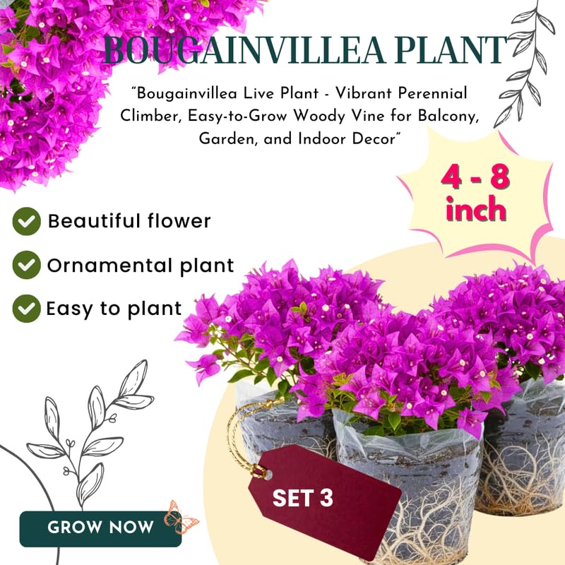 3 Purple Bougainvillea Plants Live, 4-8” Tall Flowering Bougainvillea Vines, Tropical Climbing Plants for Garden or Containers, No Pot