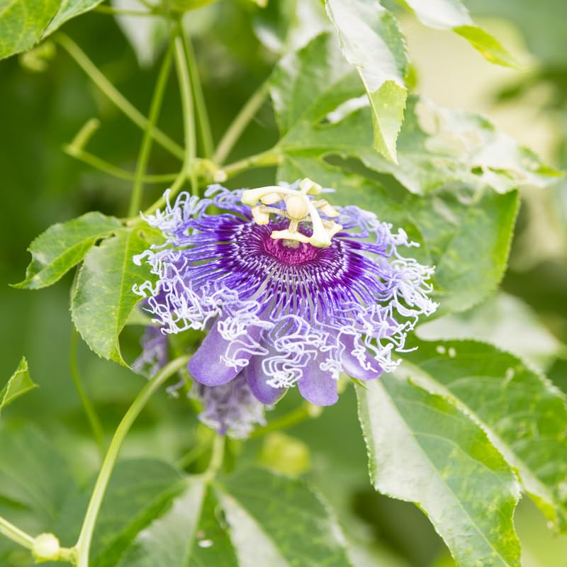 Set 2 Passion Flower Plants Live, Well Rooted Passiflora Flowering Vine 4-7'' Tall, Vibrant Blooms for Garden or Containers (Light Purple)