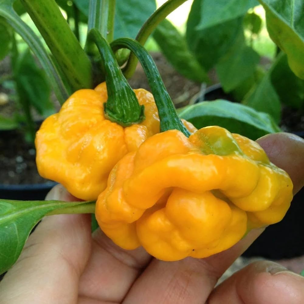 50 Yellow Scotch Bonnet Pepper Seeds, Hot and Spicy Jamaican Peppers for Home Gardening