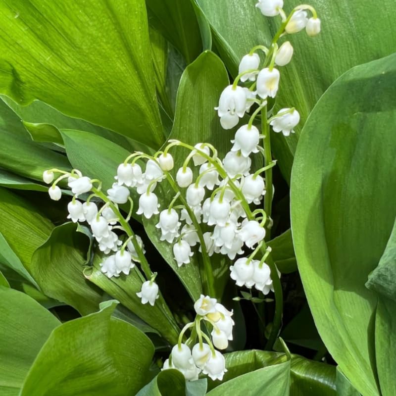 10 Lily of The Valley Bareroot, Lily of The Valley Bulbs, Flower Plant Bare Roots for Growing Indoor Outdoor