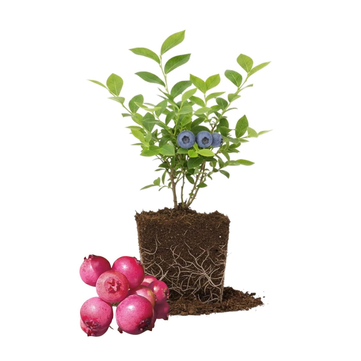 2 Blueberry Bushes Live Plant, 4-6'' Tall Well Rooted Plant, Sweet, High-Yielding, Hardy Blueberries for Garden or Containers (Pink Lemonade Blueberry)