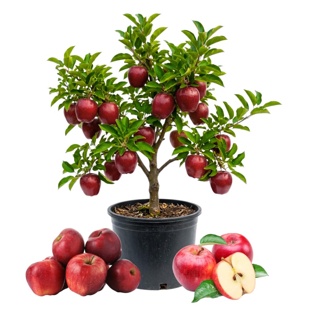 Red Delicious Apple Trees Live Plants, Apple Tree, Well Rooted, 3 Feet, 3 Gallon Pot, Sweet Fruit Tree for Edible Garden, No Ship to CA