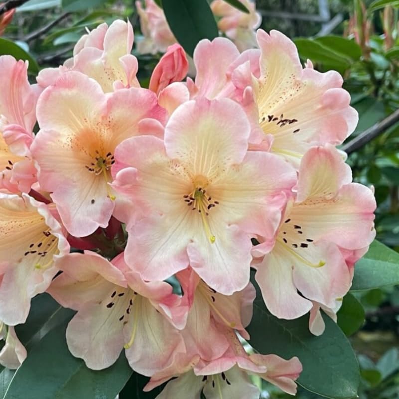 Yellow Cream Rhododendron Live Plant Shrubs for Outdoor Planting, Azalea Bushes Ready to Plant, Fragrant Rhododendron Plant Live