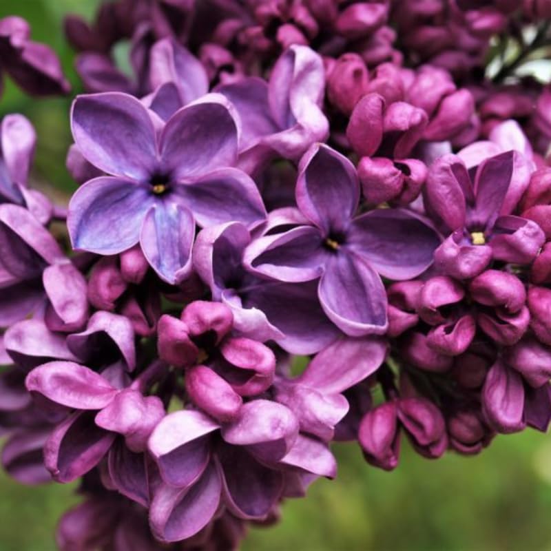 Dark Purple Lilac Live Plant, Syringa Flowering Shrub, 6"+ Tall
