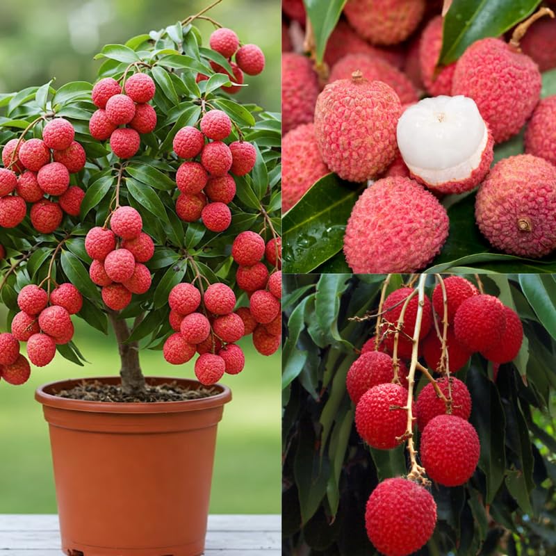 Sweet Lychee Tree Live Plant, Tropical Litchi Fruit Tree, 3-4 Ft Tall for Outdoor Garden, No Shipping to CA