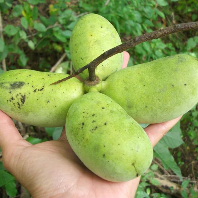 1 Year Old Paw Paw Tree Live Plant for Spring Gardening, 6" to 12" in Tall, No Pot, Cold Hardy, Asimina Triloba Live Common Pawpaw Tree
