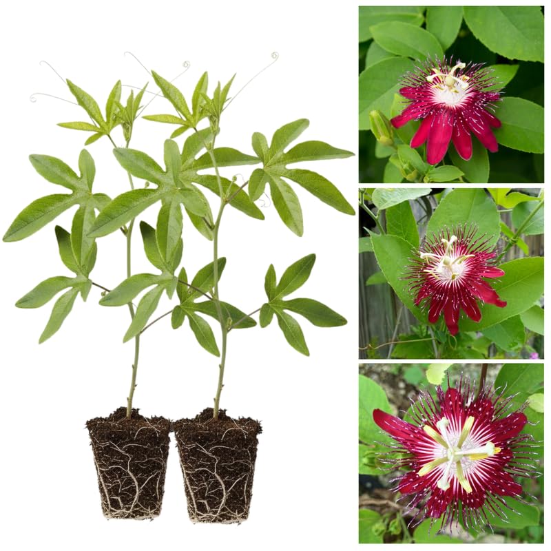 2 Red Passion Flower Plants, 4-8'' Tall Red Passiflora Plant Vine for Planting, Vibrant Passion Flower Starter Plant for Home Garden and Containers, Well Rooted to Grow