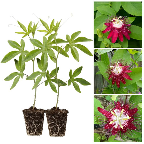 2 Red Passion Flower Plants, 4-8'' Tall Red Passiflora Plant Vine for Planting, Vibrant Passion Flower Starter Plant for Home Garden and Containers, Well Rooted to Grow