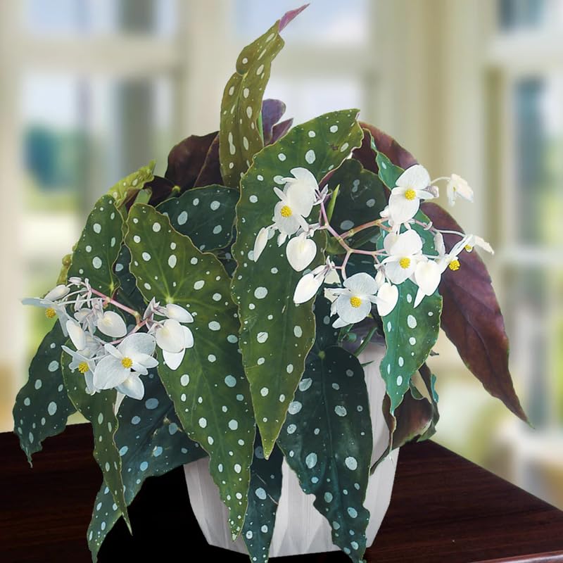 Pack 2 Begonias Plants Live, Maculata Polka Dot Angel Wing Begonia Live Plant for Decorative Houseplants Indoor Outdoor, Spring Vibrant Foliage