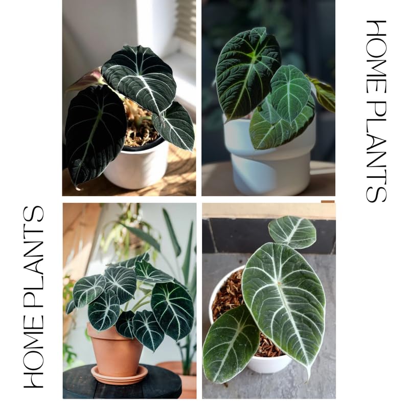 Alocasia Plant Live, Easy-Care Indoor Plant, Rare Alocasia Houseplant 4-8'' Tall for Planting, No Pot (Black Velvet Alocasia)