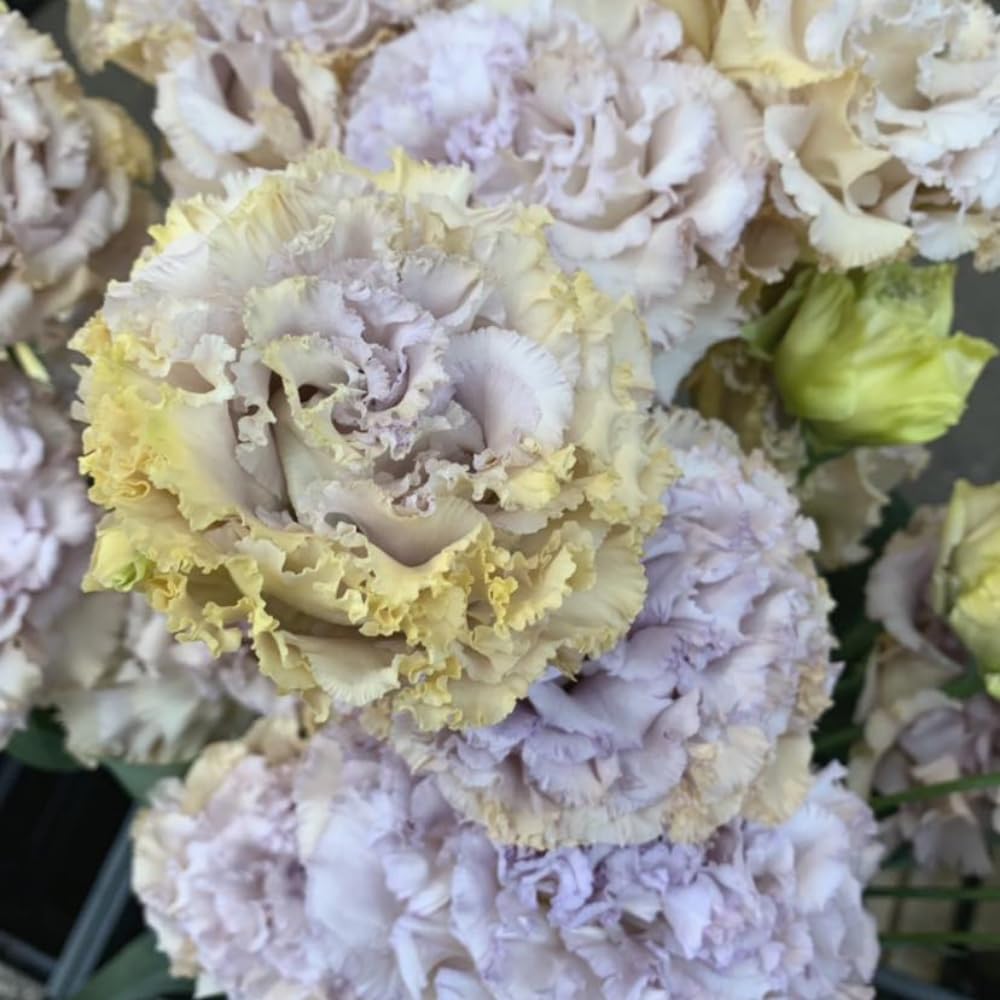 Blue Eustoma Lisianthus Plants Live Plug Size, Well-Rooted 3-5" in Tall, Texas Bluebell, Thornless Love Rose Plant, Summer Fall Bloom