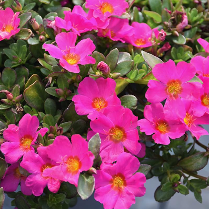 4 Light Pink Moss Rose Plants Live, Portulaca Ground Cover Flowers, 4-6 Inch Tall Plants for Garden or Containers