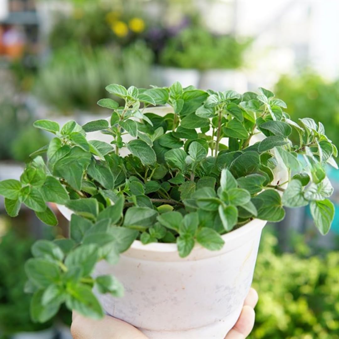 6 Packs Greek Oregano Plants Live for Indoor Outdoor, Culinary Herb for Planting, 4-7 Inches Tall, Oregano Mint Plants Live