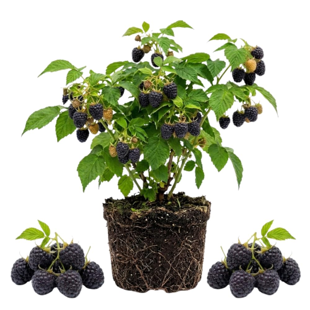Black Raspberry Plant Live, Outdoor Garden Berry Plant, 4-8 Inch Tall