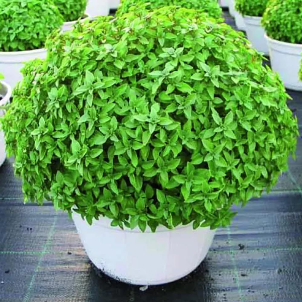 Pack 6 Greek Basil Plants Live, 4-7 Inches Tall, Fragrant Culinary Herb Indoor Outdoor Home Garden, Well-Rooted