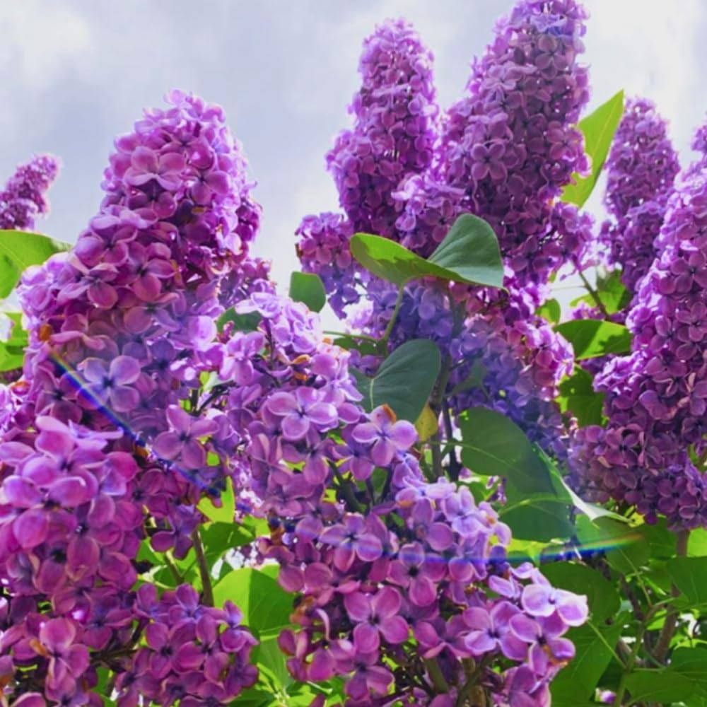 Purple Lilac Live Plant, Fragrant Lavender Lilac Shrub Bare Root, Hardy Flowering Bush for Outdoor Planting