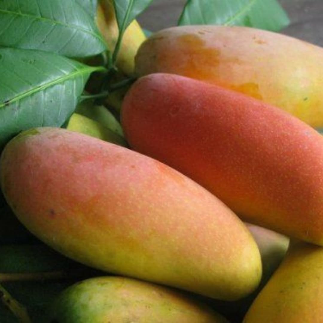 Mango Tree Live Plant, Sweet Mango Plant, Tropical Fruit Tree in 3 Gallon Pot for Outdoor Planting (Yellow Red Mango)